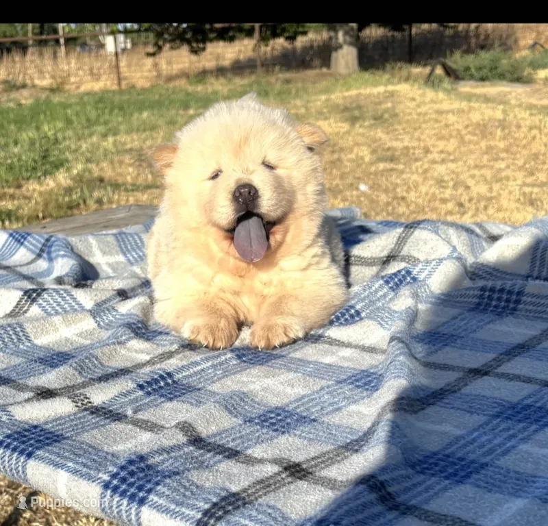 PUFF N STUFF (ROUGH) – Chow Chow puppy for sale in California, CA