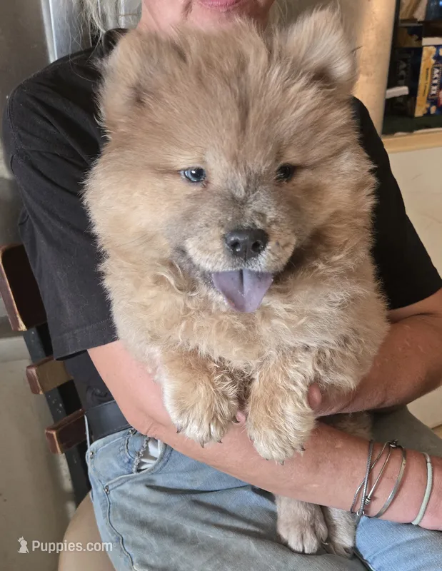 CINDER  – Chow Chow puppy for sale in California, CA