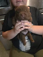 CHOCOLATE DREAM, a female Chow Chow for sale in California, CA – 5 of 6