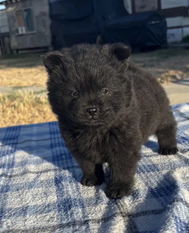 DEVONTAY – Chow Chow puppy for sale in California, CA