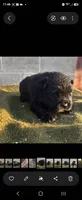 CALVIN, a male Chow Chow for sale in California, CA – 8 of 8