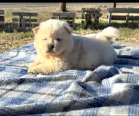 PUFF N STUFF (ROUGH), a male Chow Chow for sale in California, CA – 6 of 7