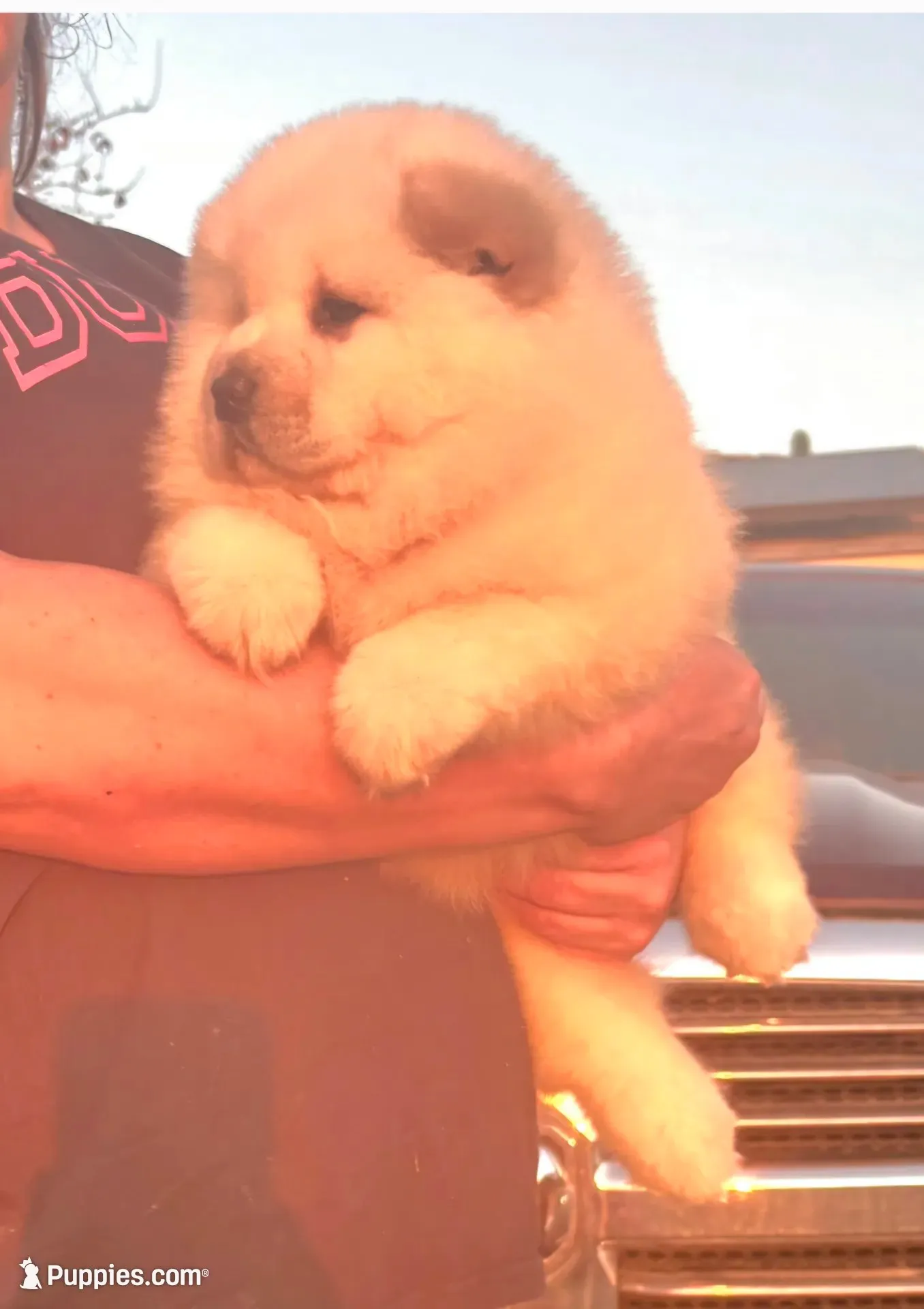 Sandy, a male Chow Chow for sale in California, CA – 3 of 8