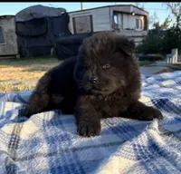 MIDNIGHT, a male Chow Chow for sale in California, CA – 7 of 8