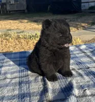 DEVONTAY, a male Chow Chow for sale in California, CA – 3 of 7