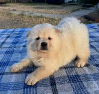 ICE ICE BABY, a male Chow Chow for sale in California, CA – 4 of 8