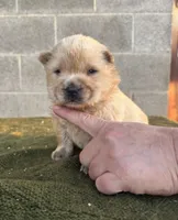 KOPA (Rough coat), a male Chow Chow for sale in California, CA – 2 of 5