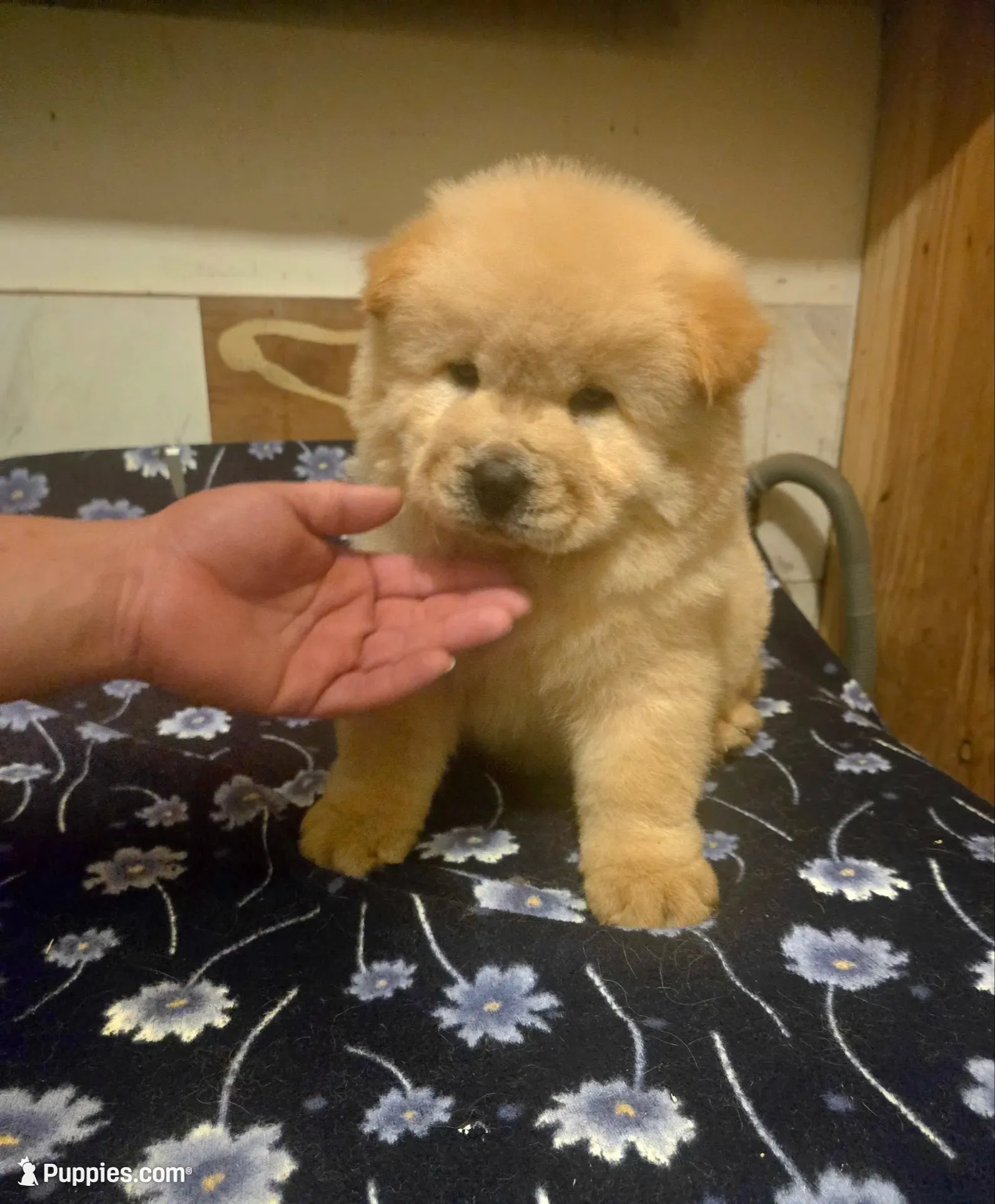 KOPA (Rough coat), a male Chow Chow for sale in California, CA – 4 of 7