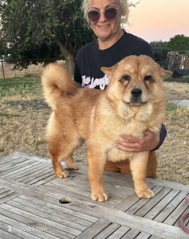 BROWN BEAR – Chow Chow puppy for sale in California, CA