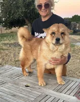 BROWN BEAR, a female Chow Chow for sale in California, CA – 1 of 9