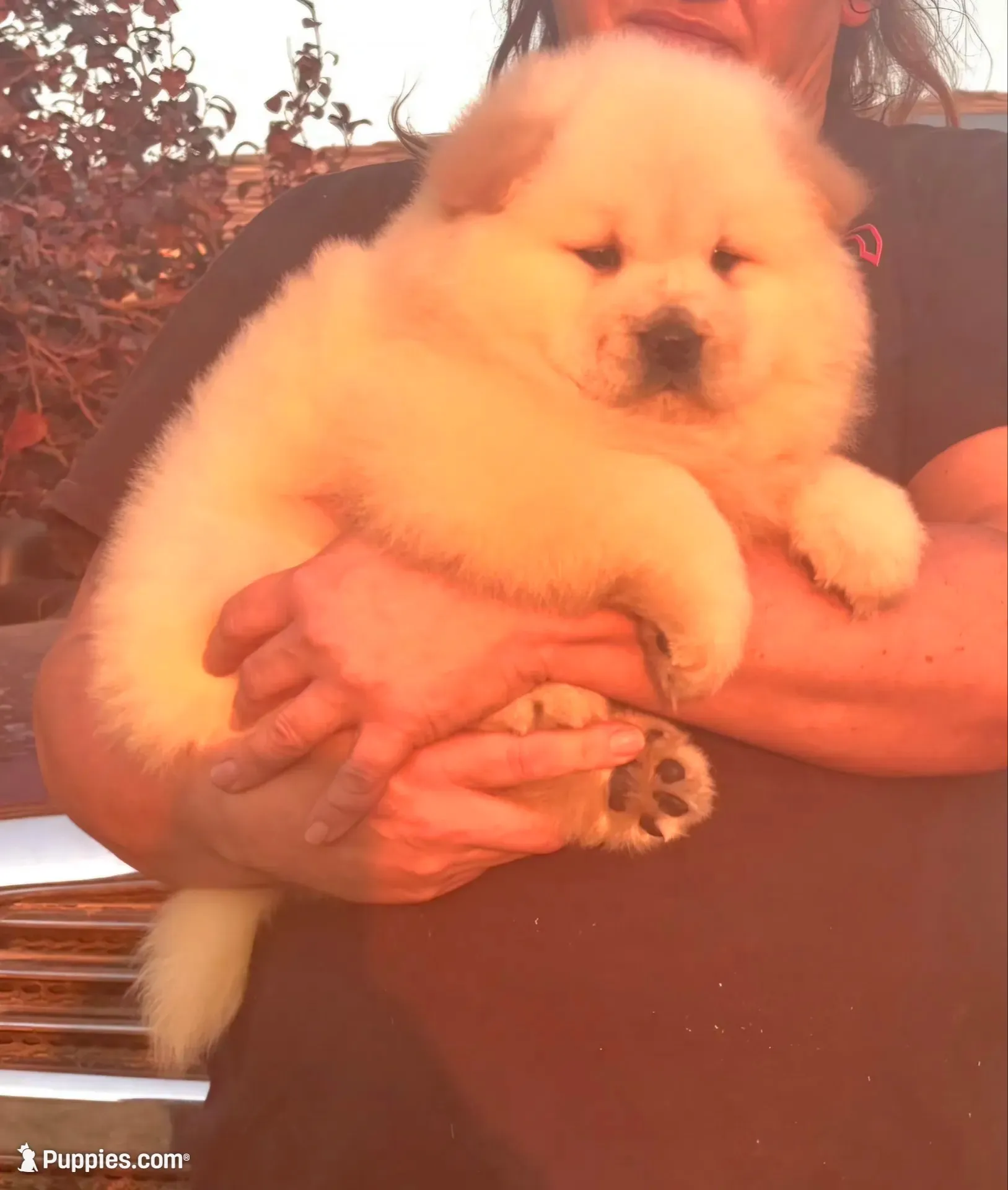Sandy, a male Chow Chow for sale in California, CA – 4 of 8