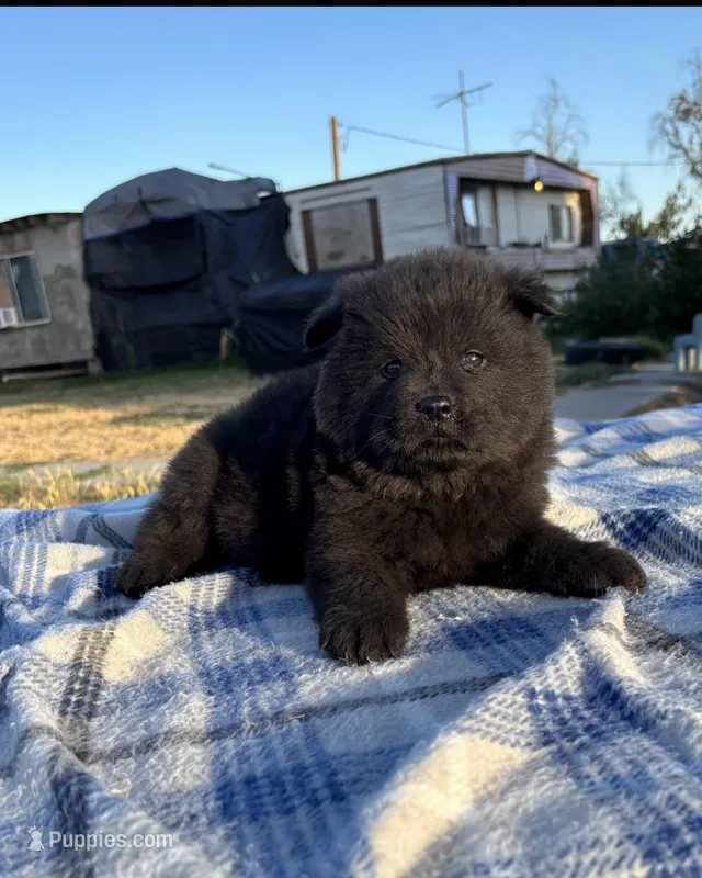 MIDNIGHT – Chow Chow puppy for sale in California, CA