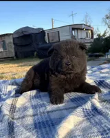 MIDNIGHT, a male Chow Chow for sale in California, CA – 1 of 8
