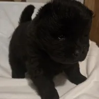 Black swede, a female Chow Chow for sale in California, CA – Photo 2 of 8