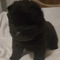 Black swede, a female Chow Chow for sale in California, CA – Photo 7 of 8