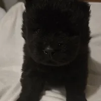 Black swede, a female Chow Chow for sale in California, CA – Photo 6 of 8