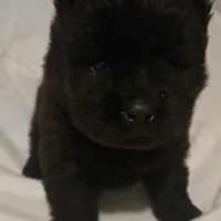 Black swede, a female Chow Chow for sale in California, CA – Photo 4 of 8