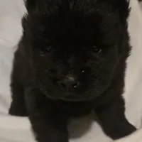 Black swede, a female Chow Chow for sale in California, CA – Photo 8 of 8