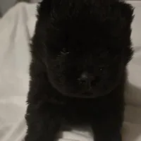 Black swede, a female Chow Chow for sale in California, CA – Photo 3 of 8