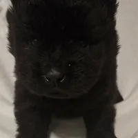 Black swede, a female Chow Chow for sale in California, CA – Photo 5 of 8
