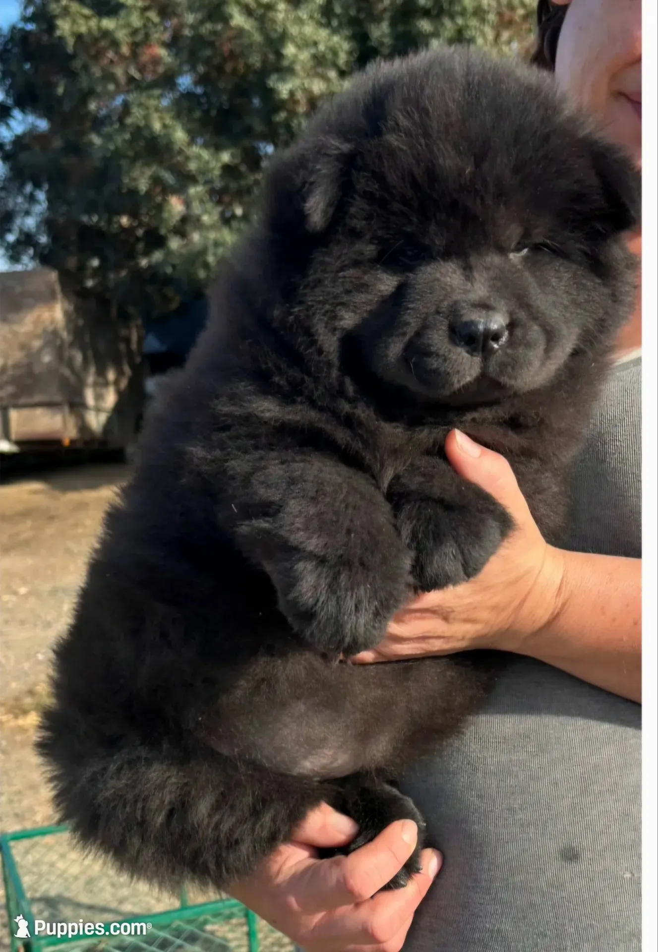 CALVIN (Rough Coat), a male Chow Chow for sale in California, CA – 3 of 4