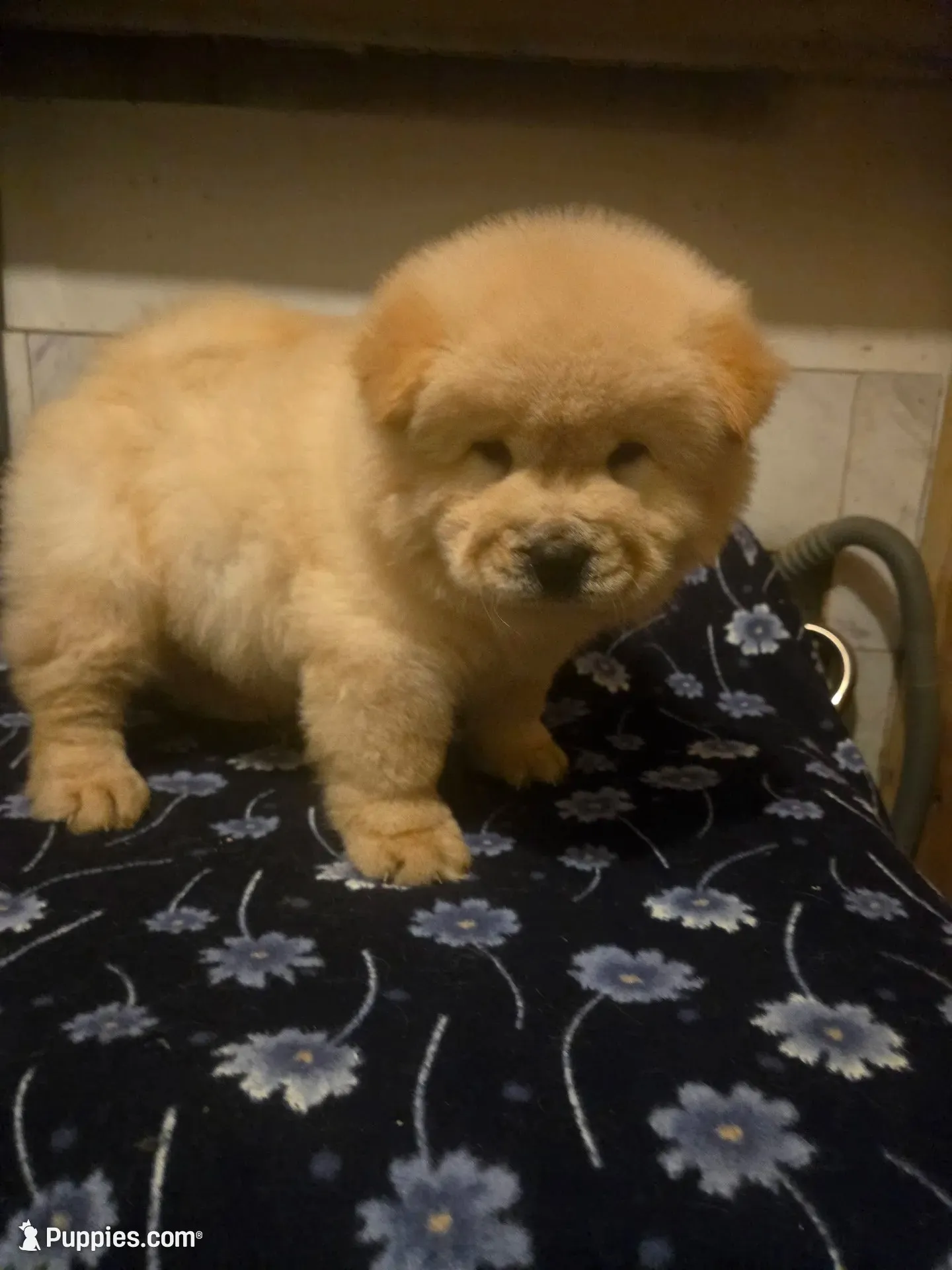KOPA (Rough coat), a male Chow Chow for sale in California, CA – 5 of 7