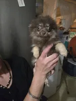 BIT O'CHOCOLATE, a female Pomeranian for sale in California, CA – 3 of 3