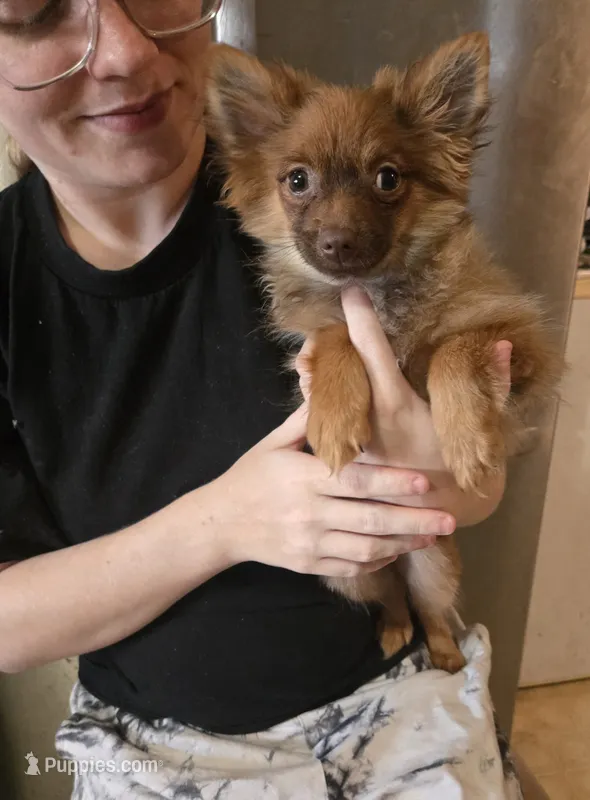 CHACALOTTY – Pomeranian puppy for sale in California, CA