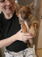 CHACALOTTY, a female Pomeranian for sale in California, CA – 1 of 7