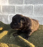 KARL (Rough Coat), a male Chow Chow for sale in California, CA – 3 of 5