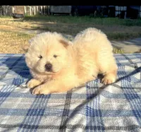 PUFF N STUFF (ROUGH), a male Chow Chow for sale in California, CA – 7 of 7