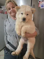 White Fluff (Rough), a female Chow Chow for sale in California, CA – 6 of 6