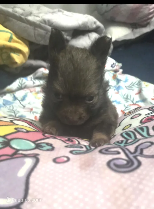 CHACALOTTY – Pomeranian puppy for sale in California, CA