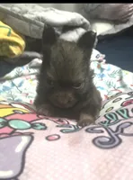 CHACALOTTY, a female Pomeranian for sale in California, CA – Photo 1 of 3