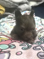 CHACALOTTY, a female Pomeranian for sale in California, CA – Photo 2 of 3