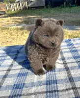 SILVER JET (ROUGH), a male Chow Chow for sale in California, CA – 3 of 9