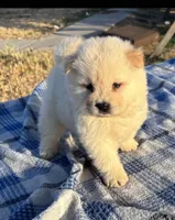 KISMO, a male Chow Chow for sale in California, CA – 4 of 7