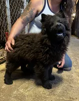 DEVONTAY, a male Chow Chow for sale in California, CA – 2 of 6