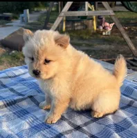 SUNSHINE, a female Chow Chow for sale in California, CA – 9 of 10