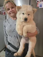 White Fluff (Rough), a female Chow Chow for sale in California, CA – 5 of 6
