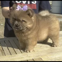 KELSEY, a female Chow Chow for sale in California, CA – Photo 4 of 4