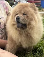 KELSEY, a female Chow Chow for sale in California, CA – Photo 6 of 9