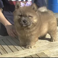 KELSEY, a female Chow Chow for sale in California, CA – Photo 3 of 4