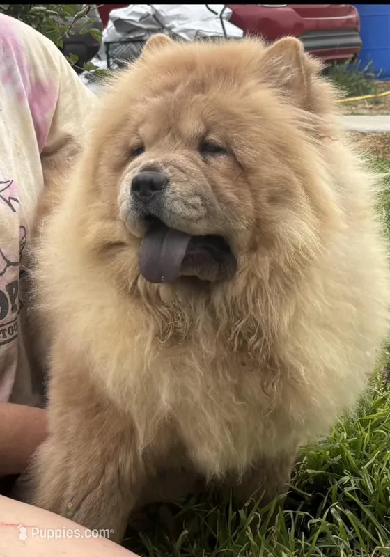 KELSEY – Chow Chow puppy for sale in California, CA