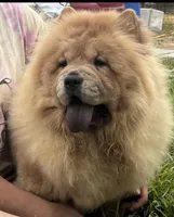 KELSEY, a female Chow Chow for sale in California, CA – Photo 2 of 9