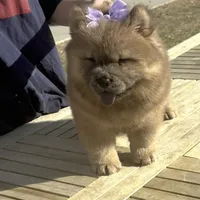 KELSEY, a female Chow Chow for sale in California, CA – Photo 1 of 4