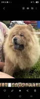 KELSEY, a female Chow Chow for sale in California, CA – Photo 3 of 9
