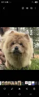 KELSEY, a female Chow Chow for sale in California, CA – Photo 8 of 9
