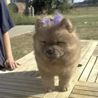 KELSEY, a female Chow Chow for sale in California, CA – Photo 2 of 4