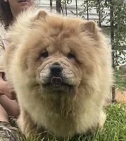 KELSEY, a female Chow Chow for sale in California, CA – Photo 9 of 9